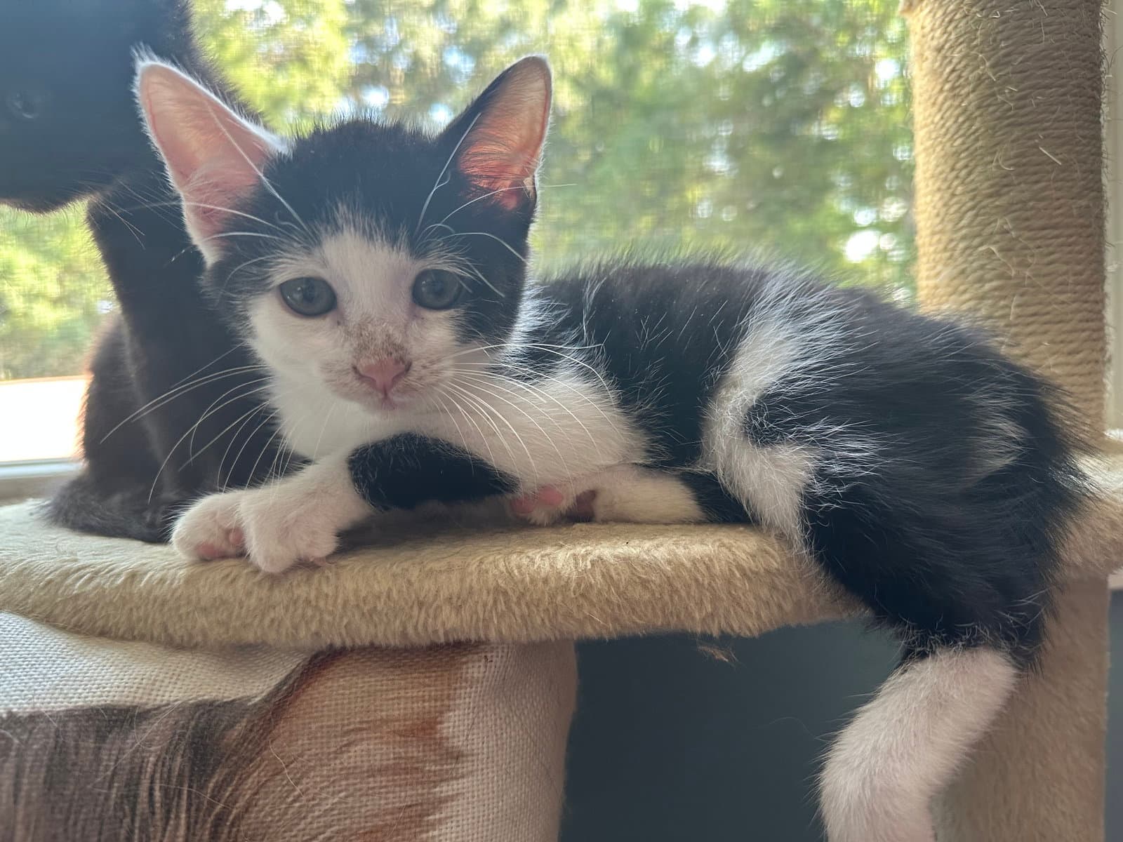 Otto - Domestic Short Hair