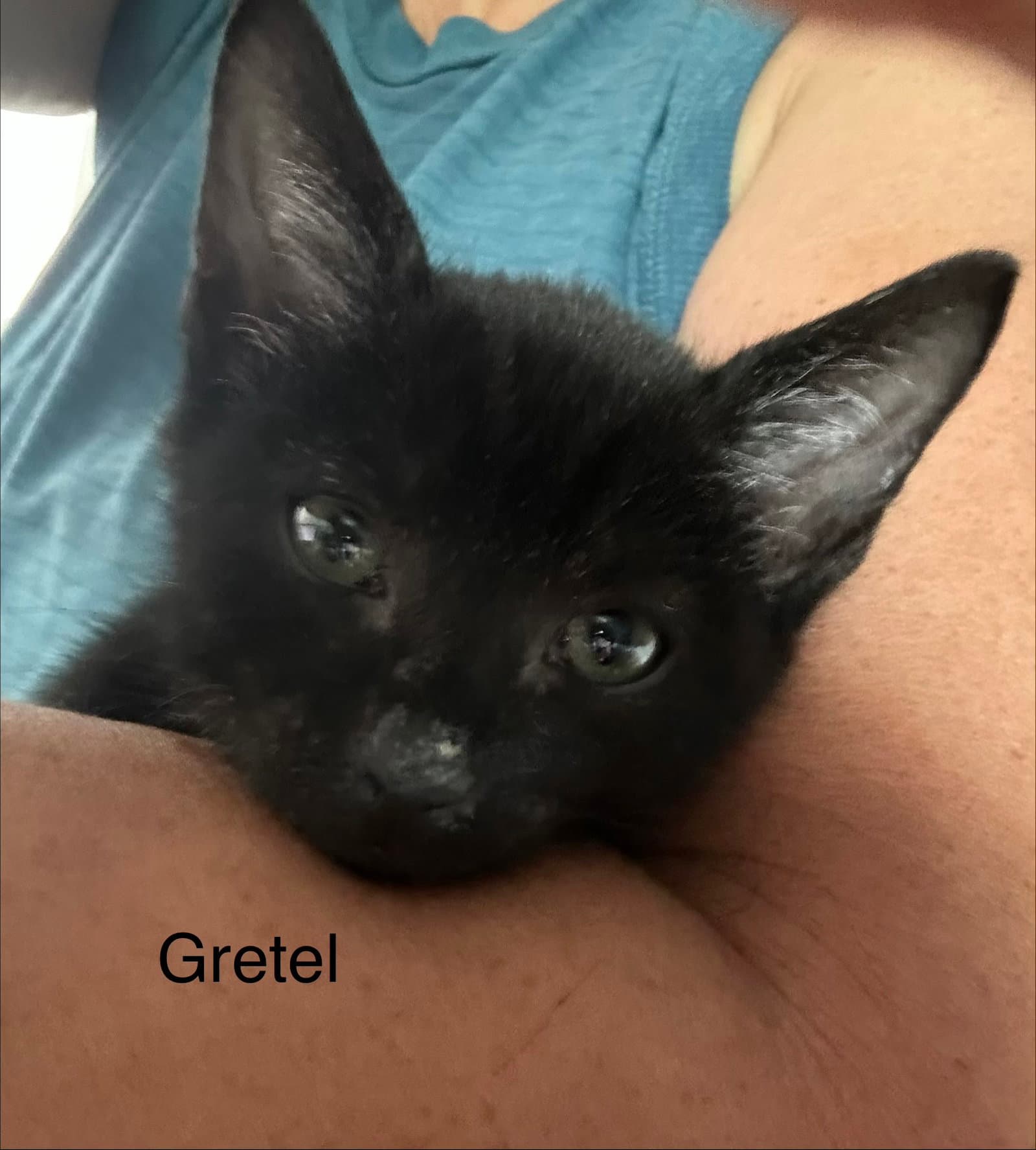 Gretel - Domestic Short Hair
