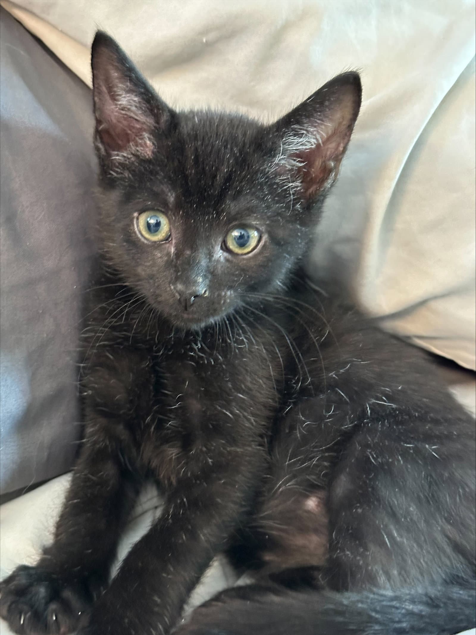 Fritz - Domestic Short Hair