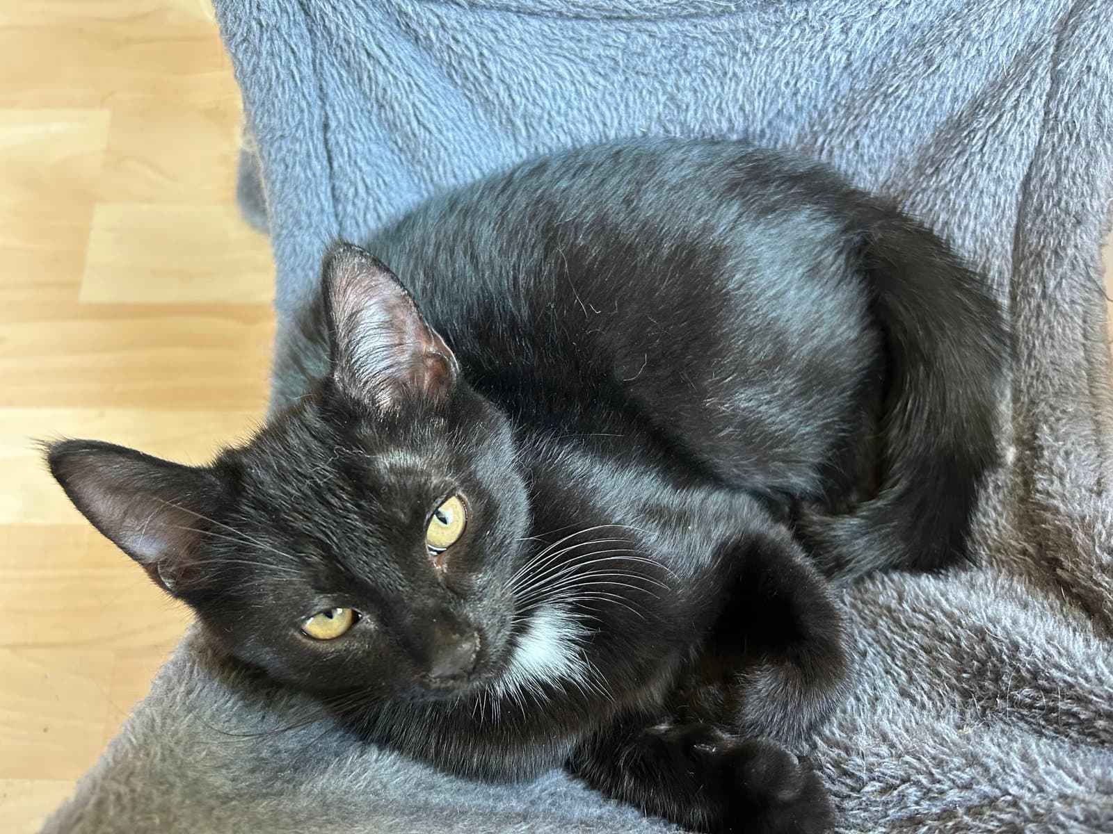 Purrince - Domestic Short Hair