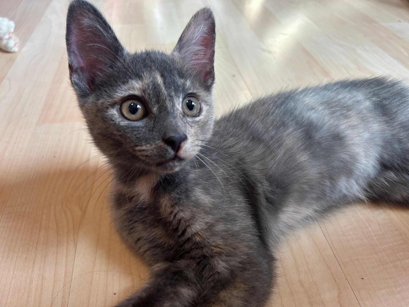 Meowdonna - Domestic Short Hair