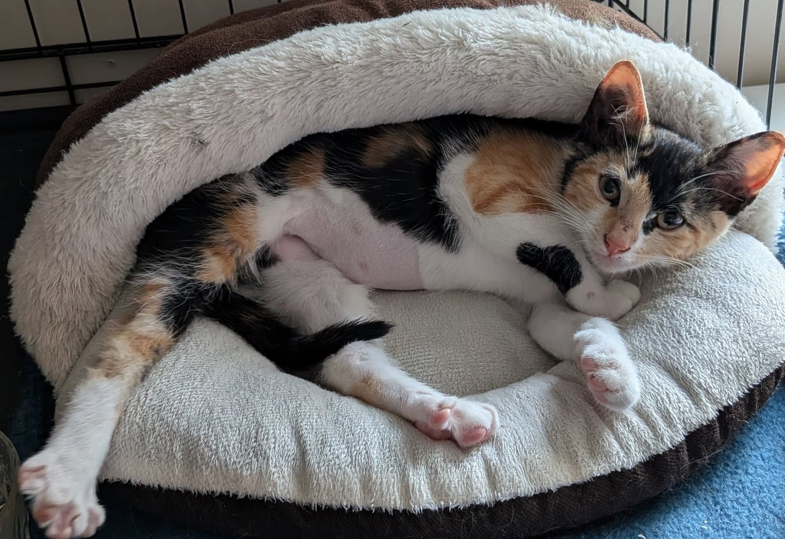 Precious - Domestic Short Hair