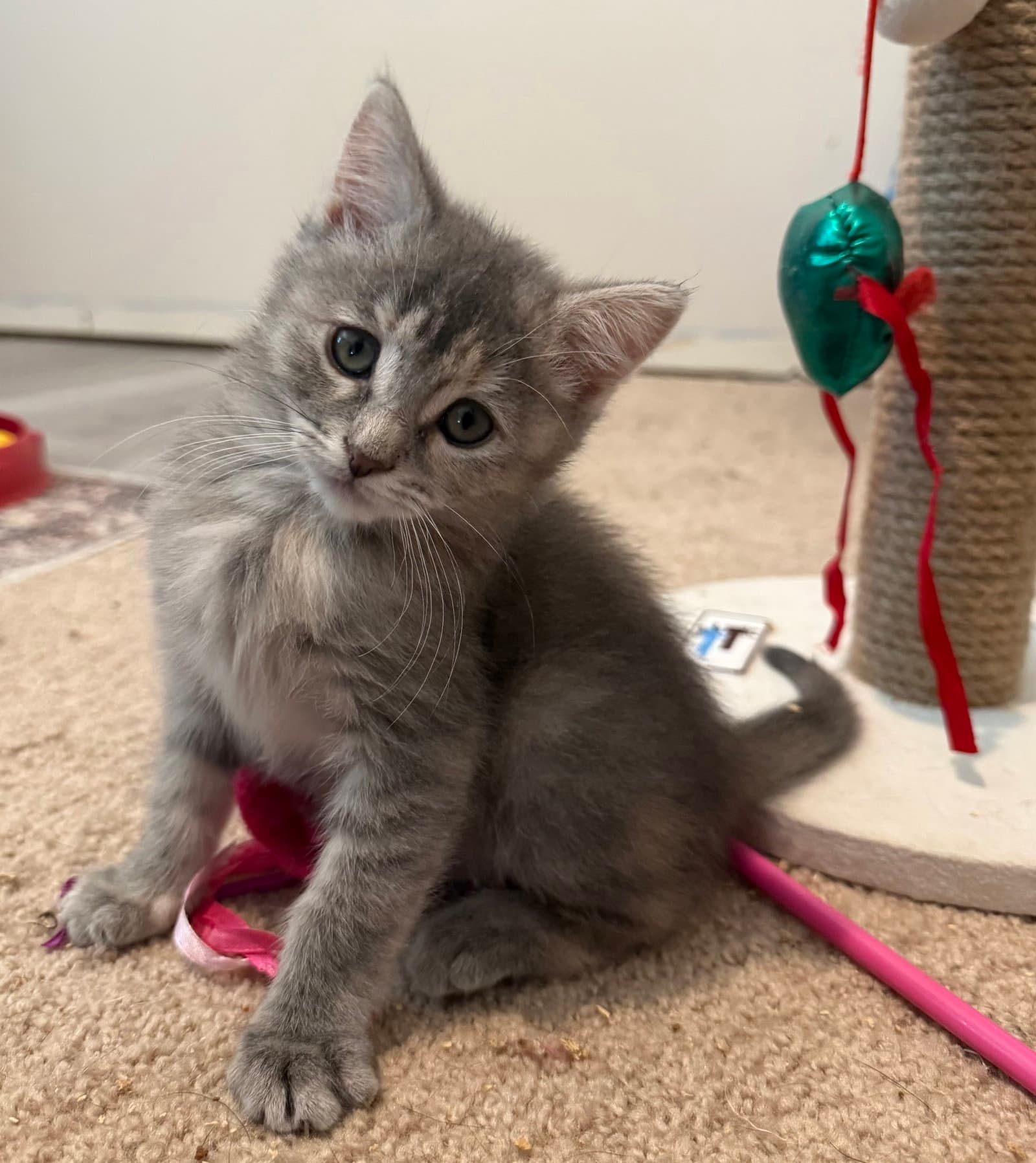 Kona - Bonded Pair - Domestic Short Hair