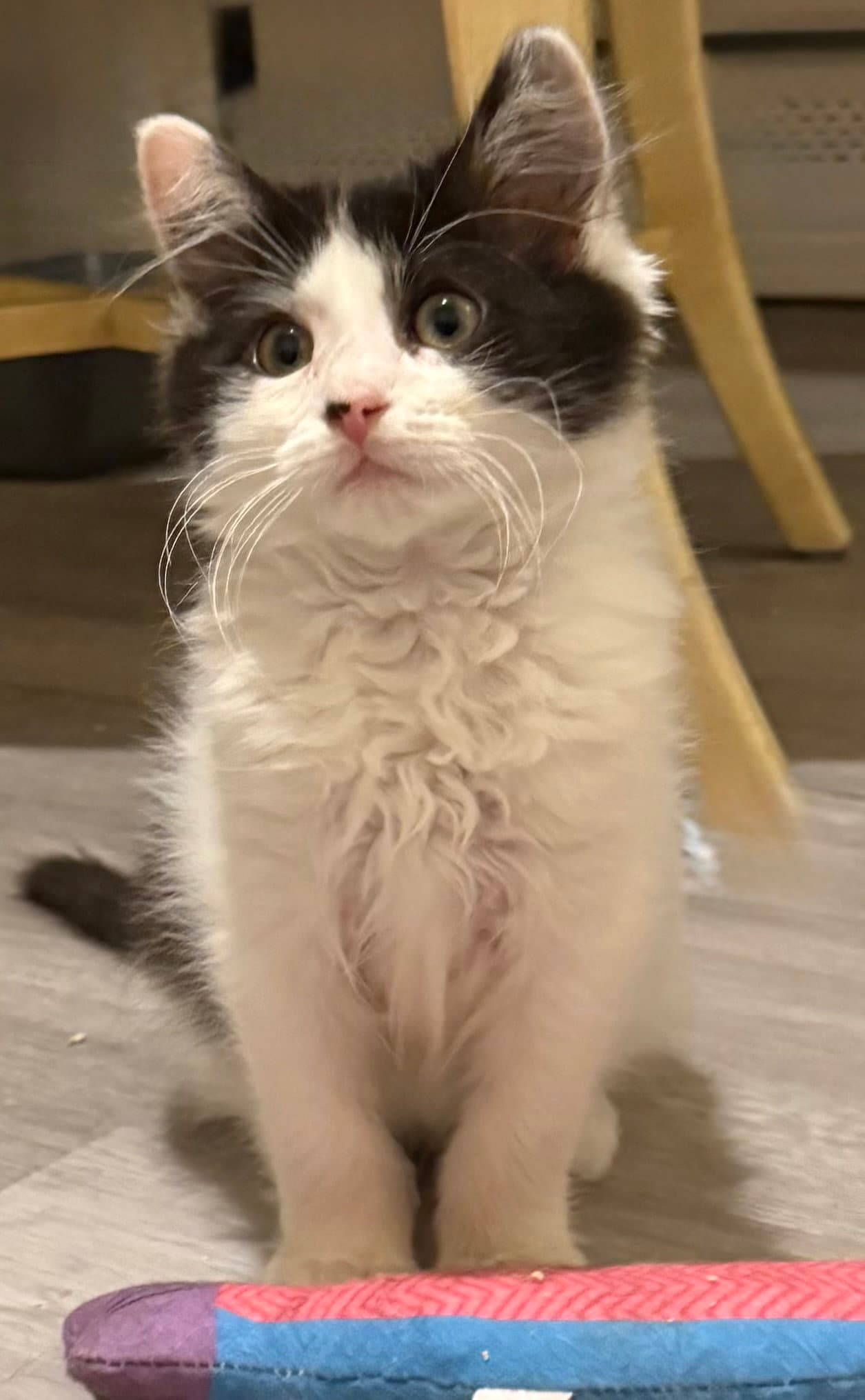 Chayse - Bonded Pair - Domestic Long Hair