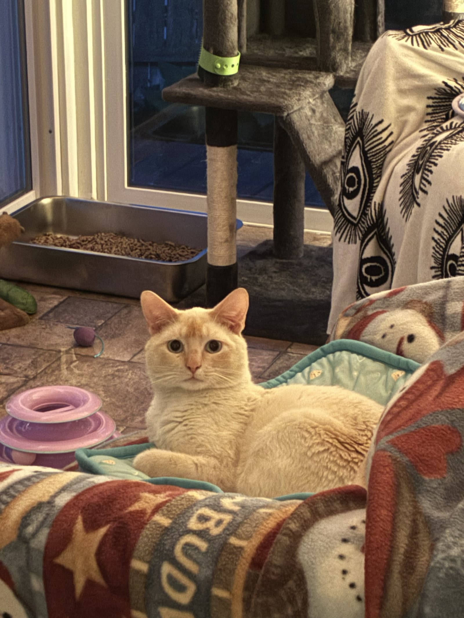 Flame - Domestic Short Hair