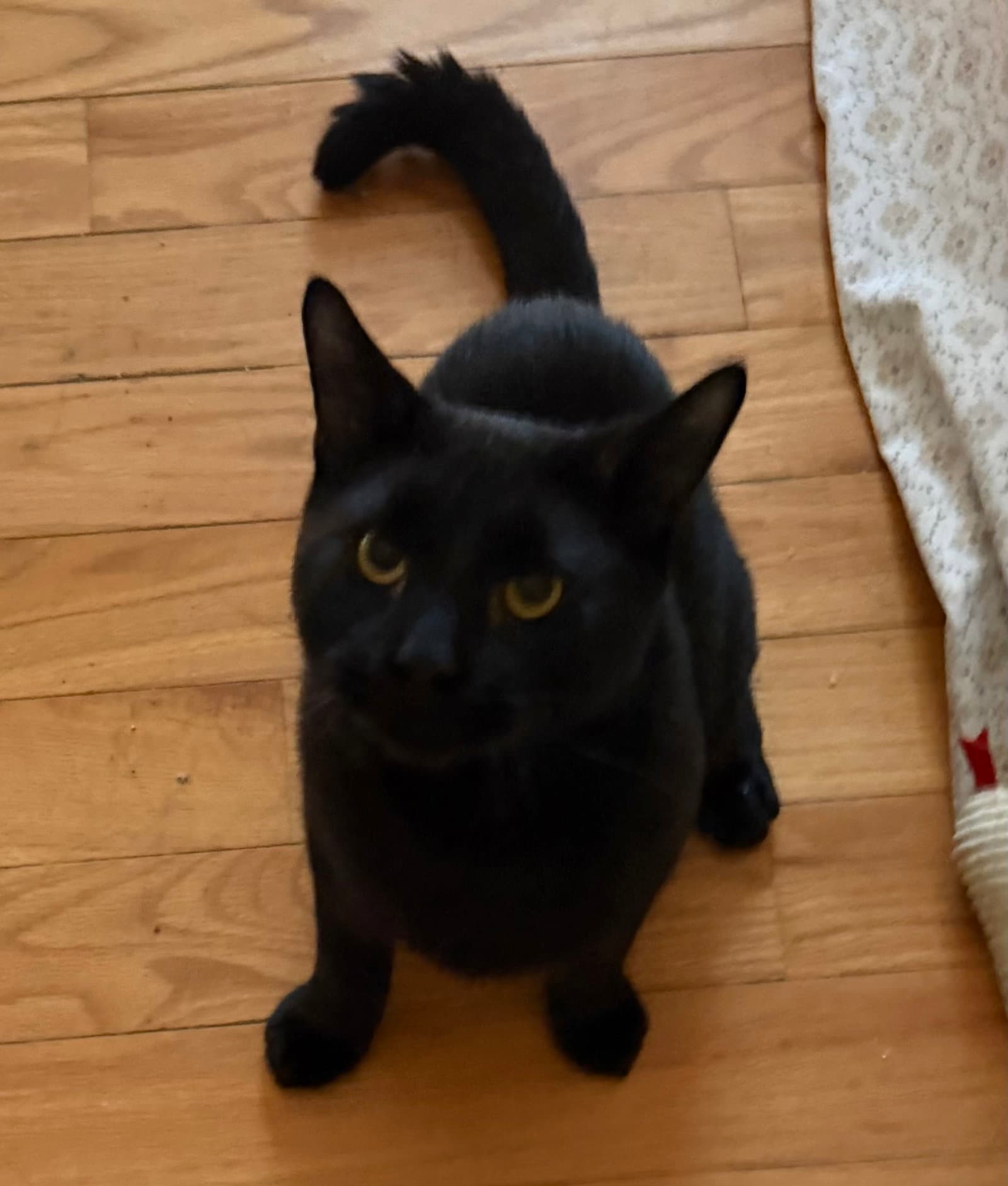 Tomtom - Bonded Pair - Domestic Short Hair