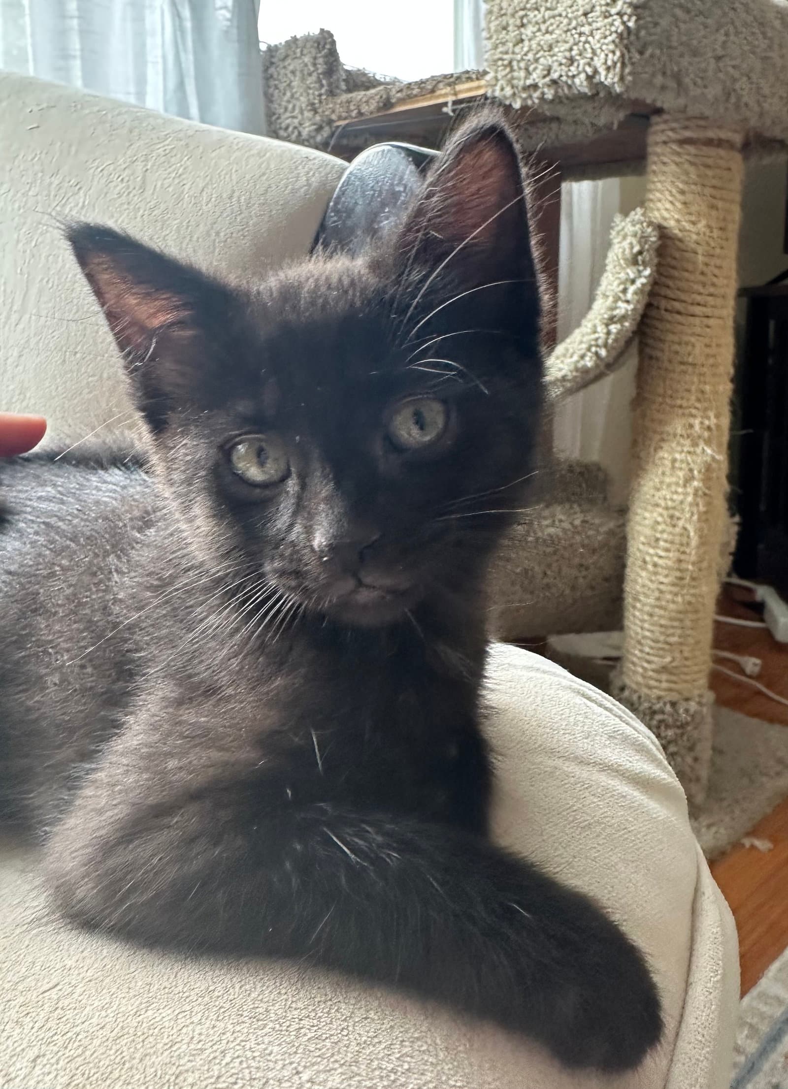 Seriphina - Domestic Short Hair