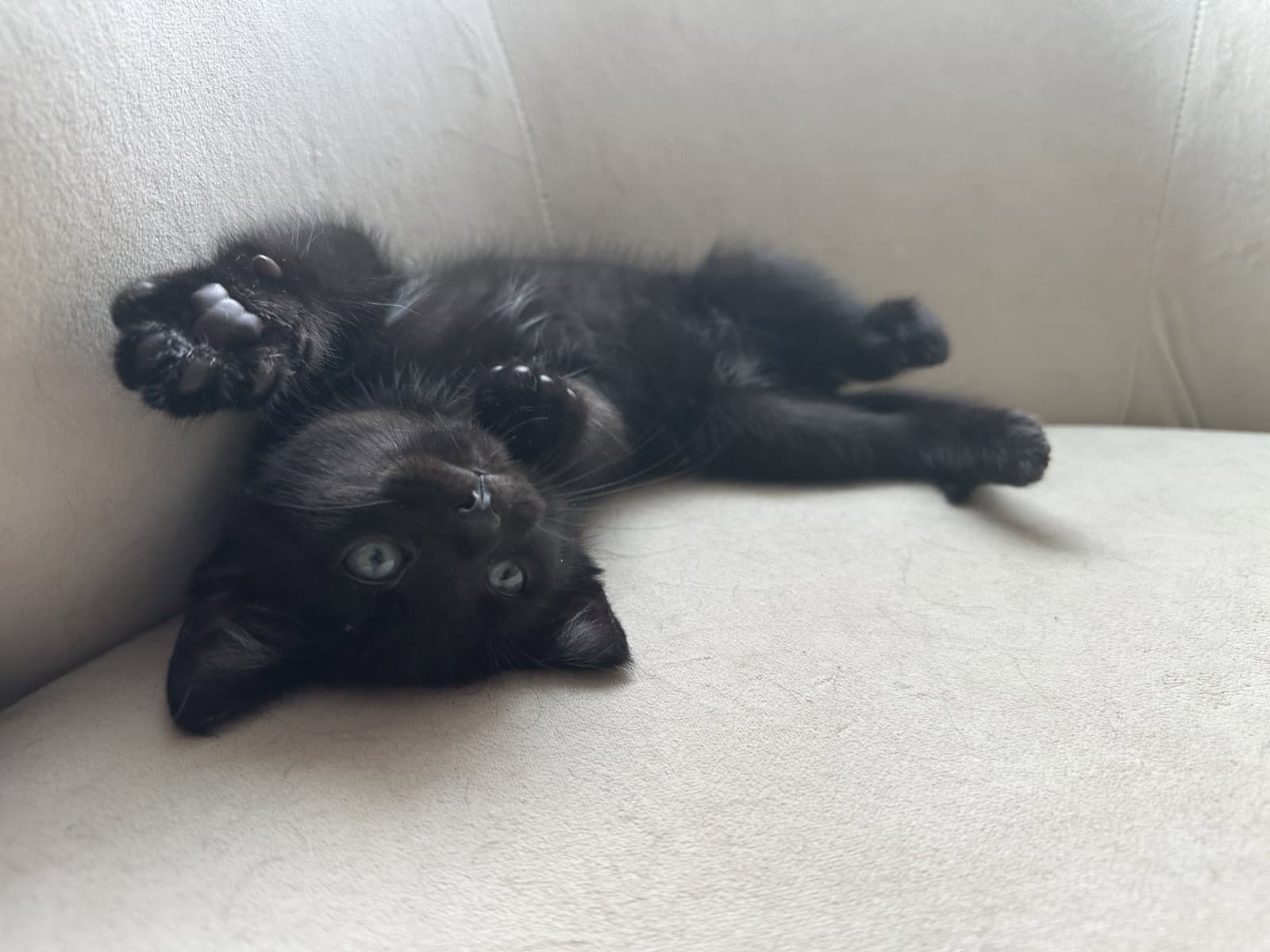 Gonzo - Domestic Short Hair