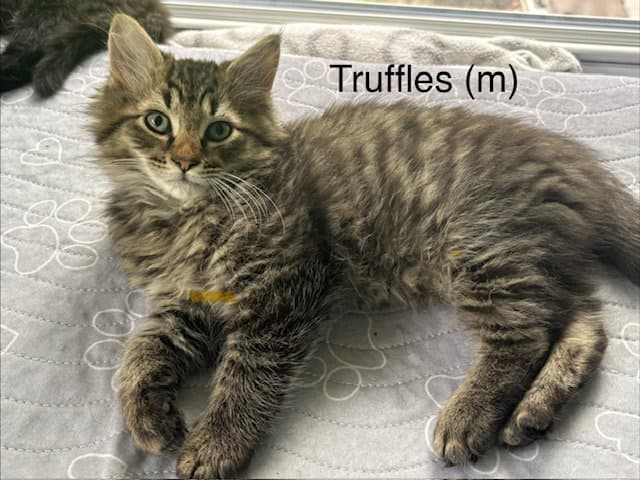 Truffles - Domestic Long Hair