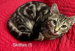 Skittles image 1