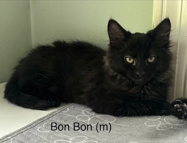 Bon Bon - Domestic Long Hair