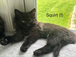 Squirt image 1
