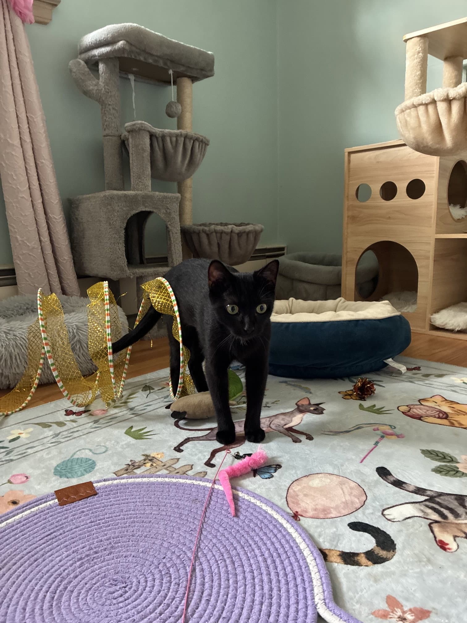 Raven - Domestic Short Hair
