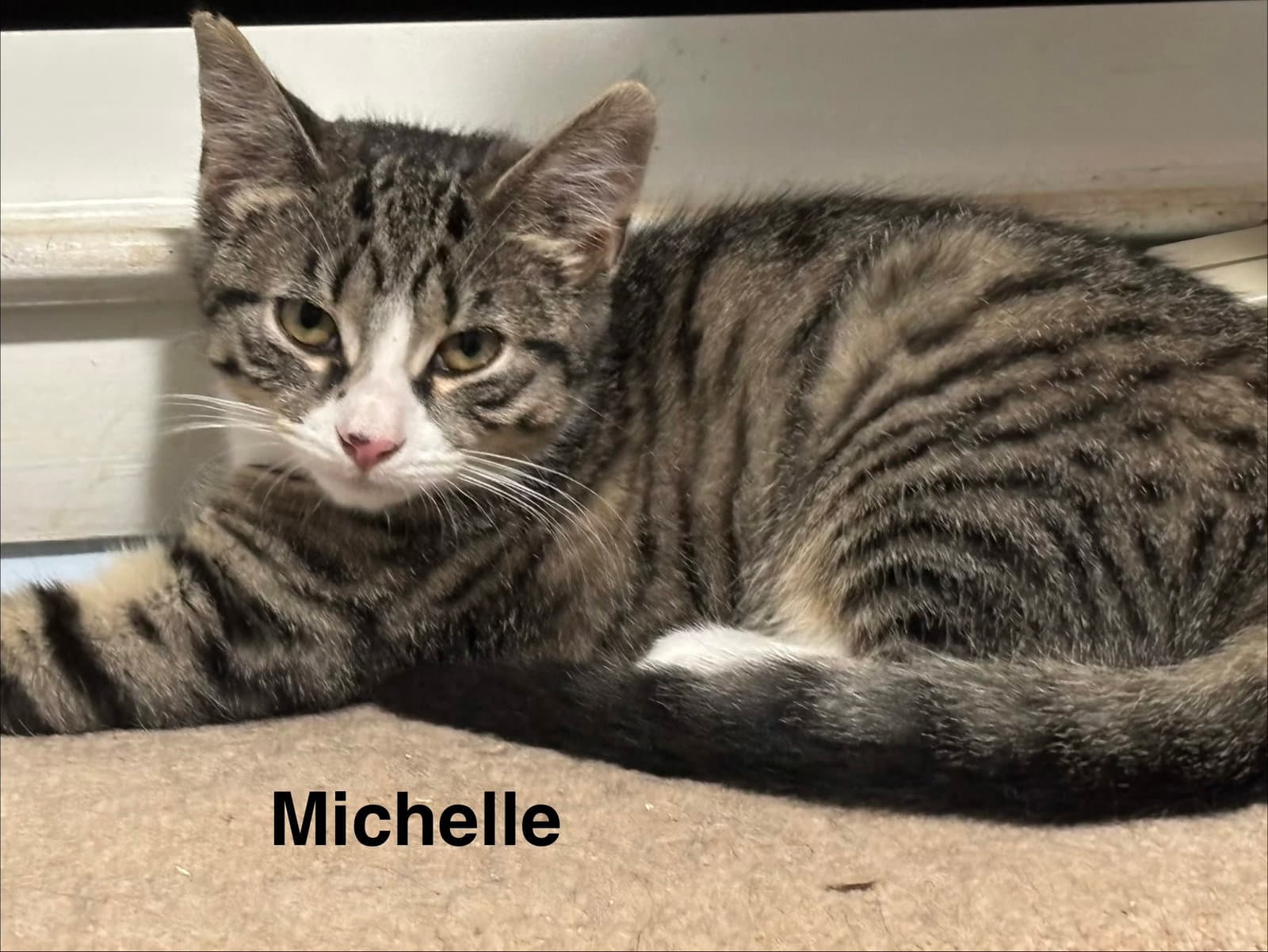 Michelle - Domestic Short Hair