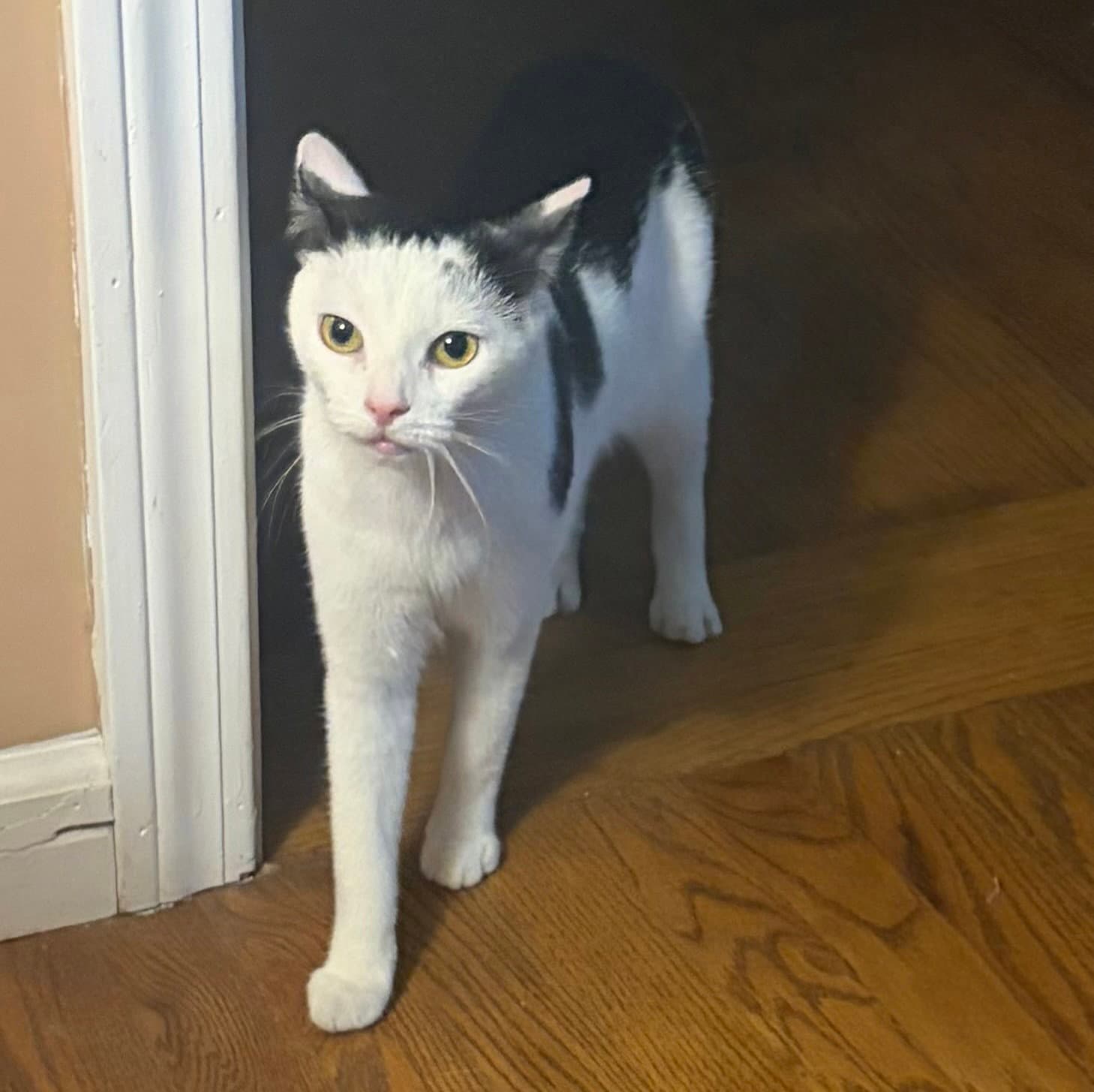 Opal - Domestic Short Hair