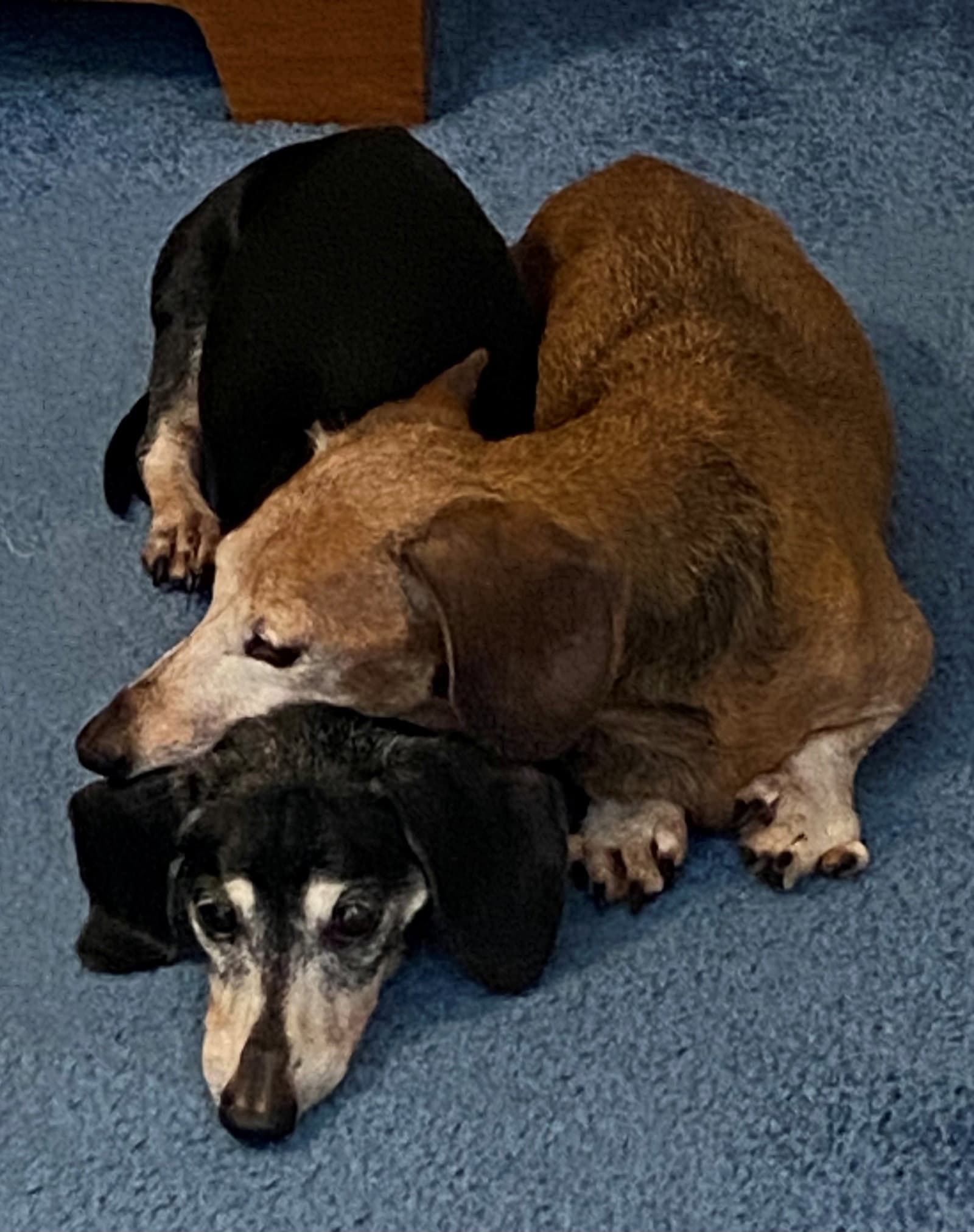 Mara  Emily - Dachshund