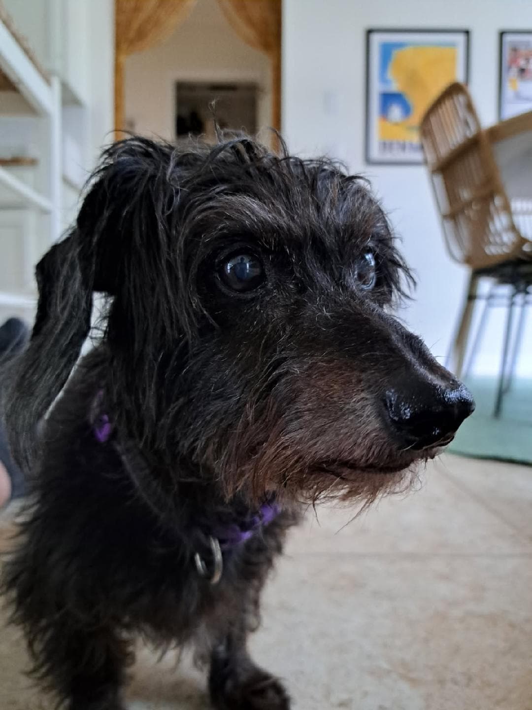 Captain - Dachshund
