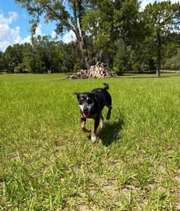 Charlie image 3