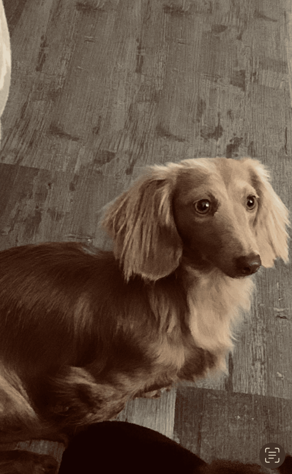 Hana - Dachshund