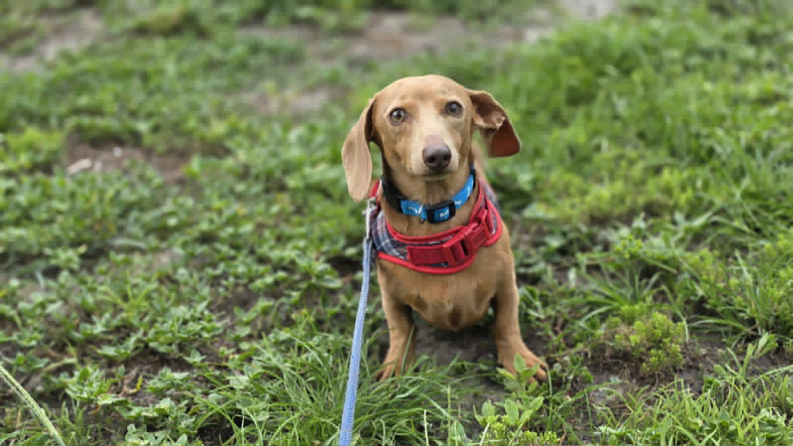 Indie - Dachshund