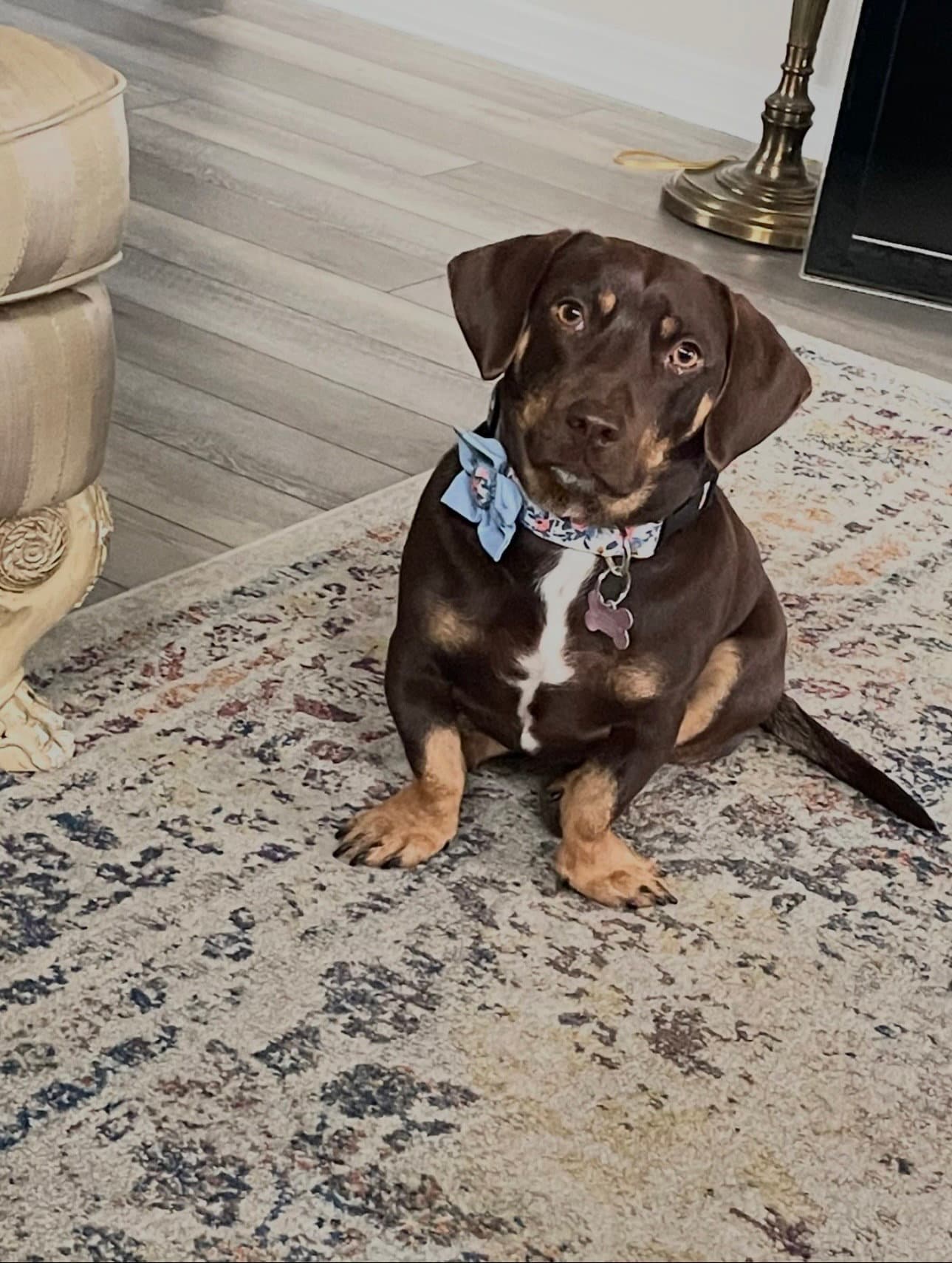 Chloe - Dachshund