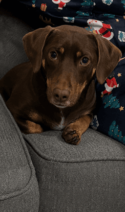 Chloe image 3