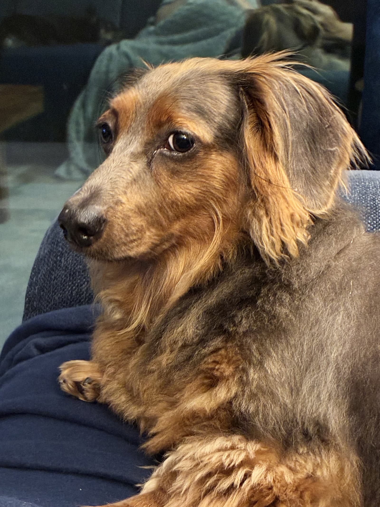 Benji - Dachshund