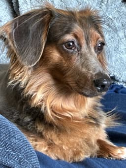 Benji image 2