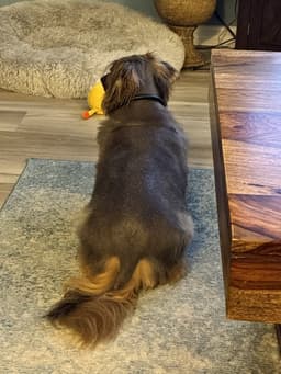 Benji image 3