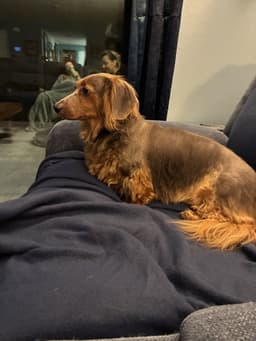 Benji image 4