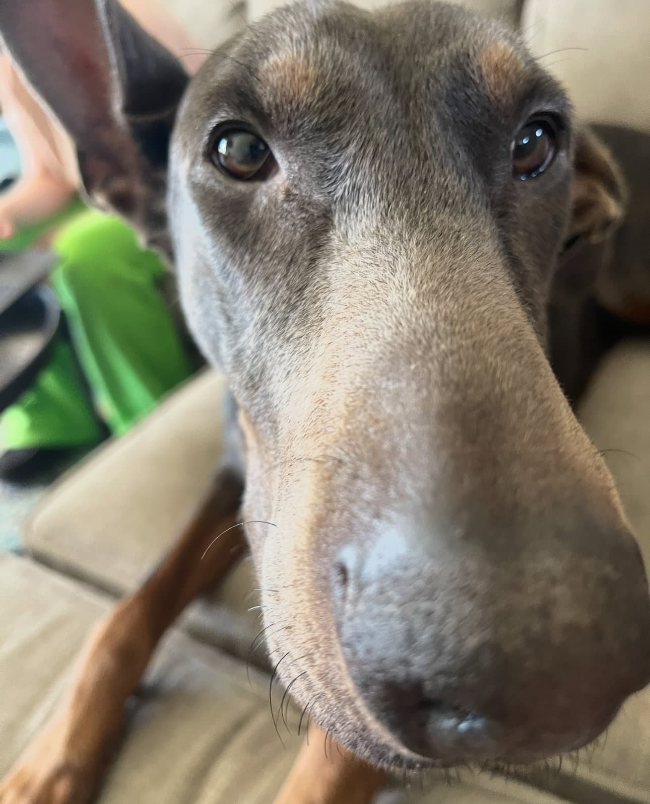 Maggie Adoption Pending - Doberman Pinscher