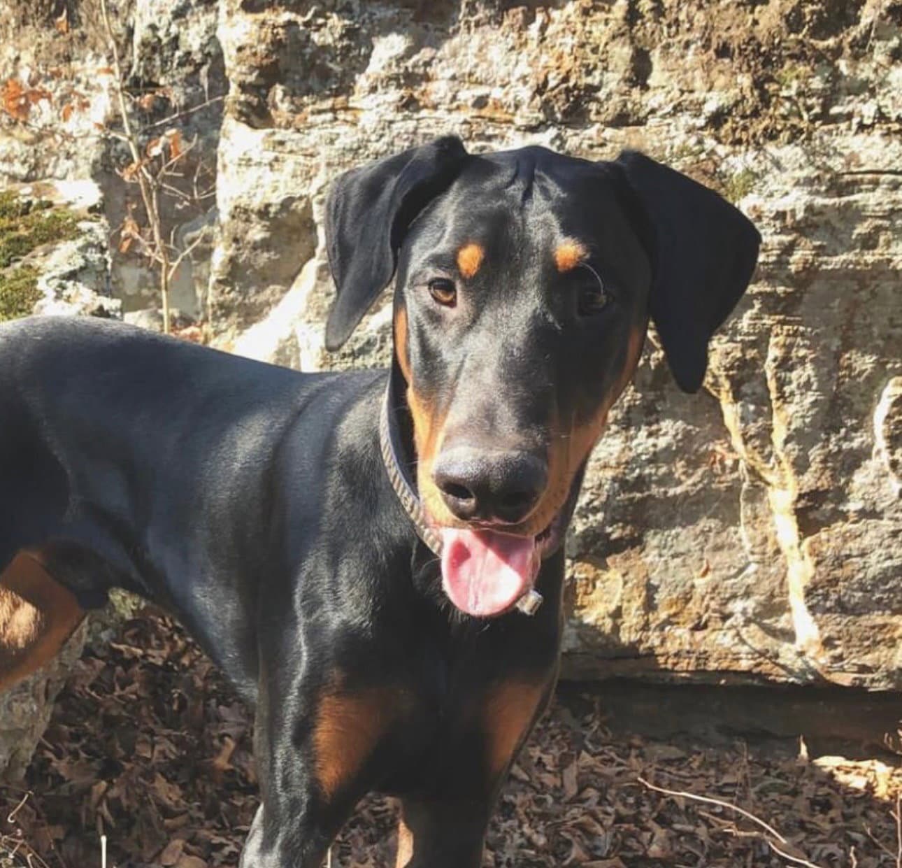 Benny Adoption Pending - Doberman Pinscher
