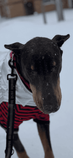 Nellie image 4