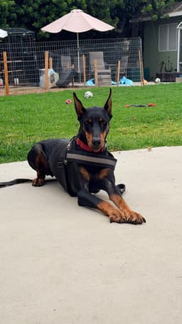 Tootsie image 1