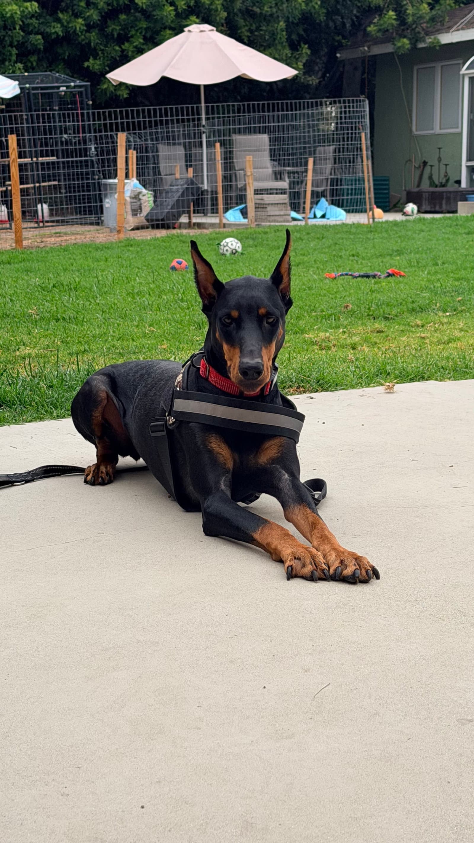 Tootsie - Doberman Pinscher