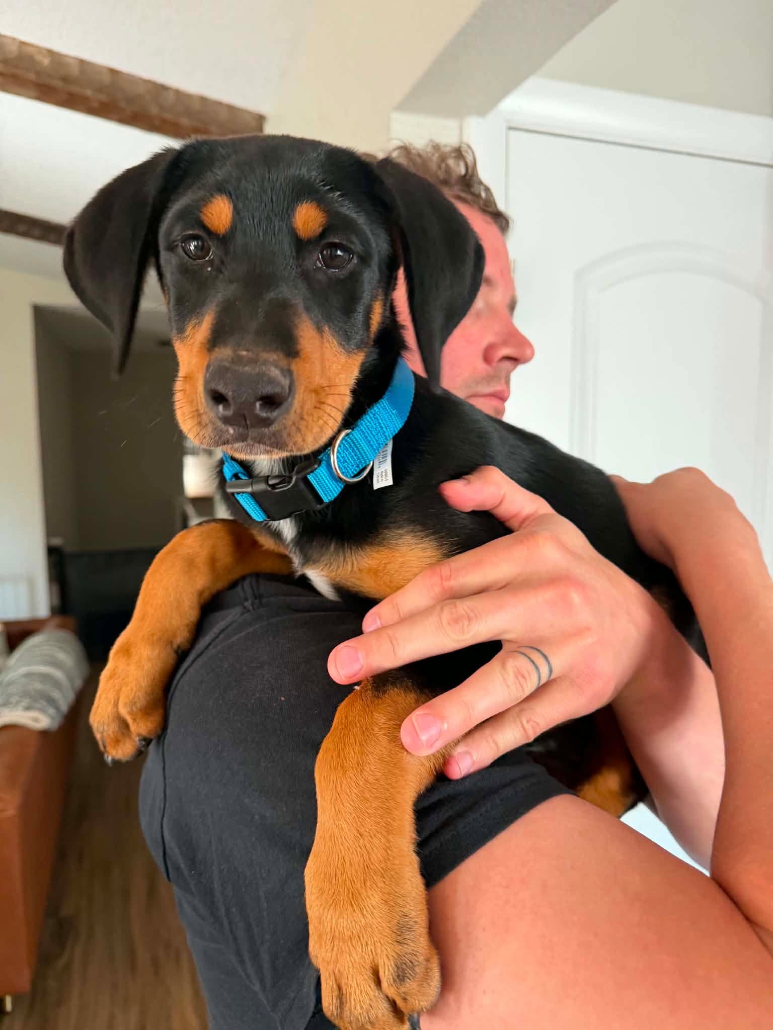 Bo - Doberman Pinscher
