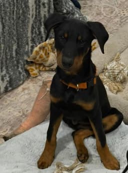 Milo image 2