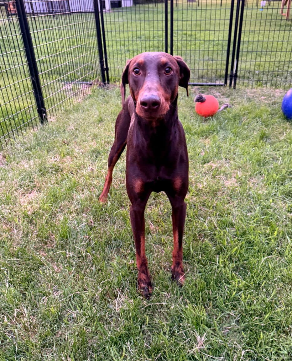 Atlas Foster Needed - Doberman Pinscher