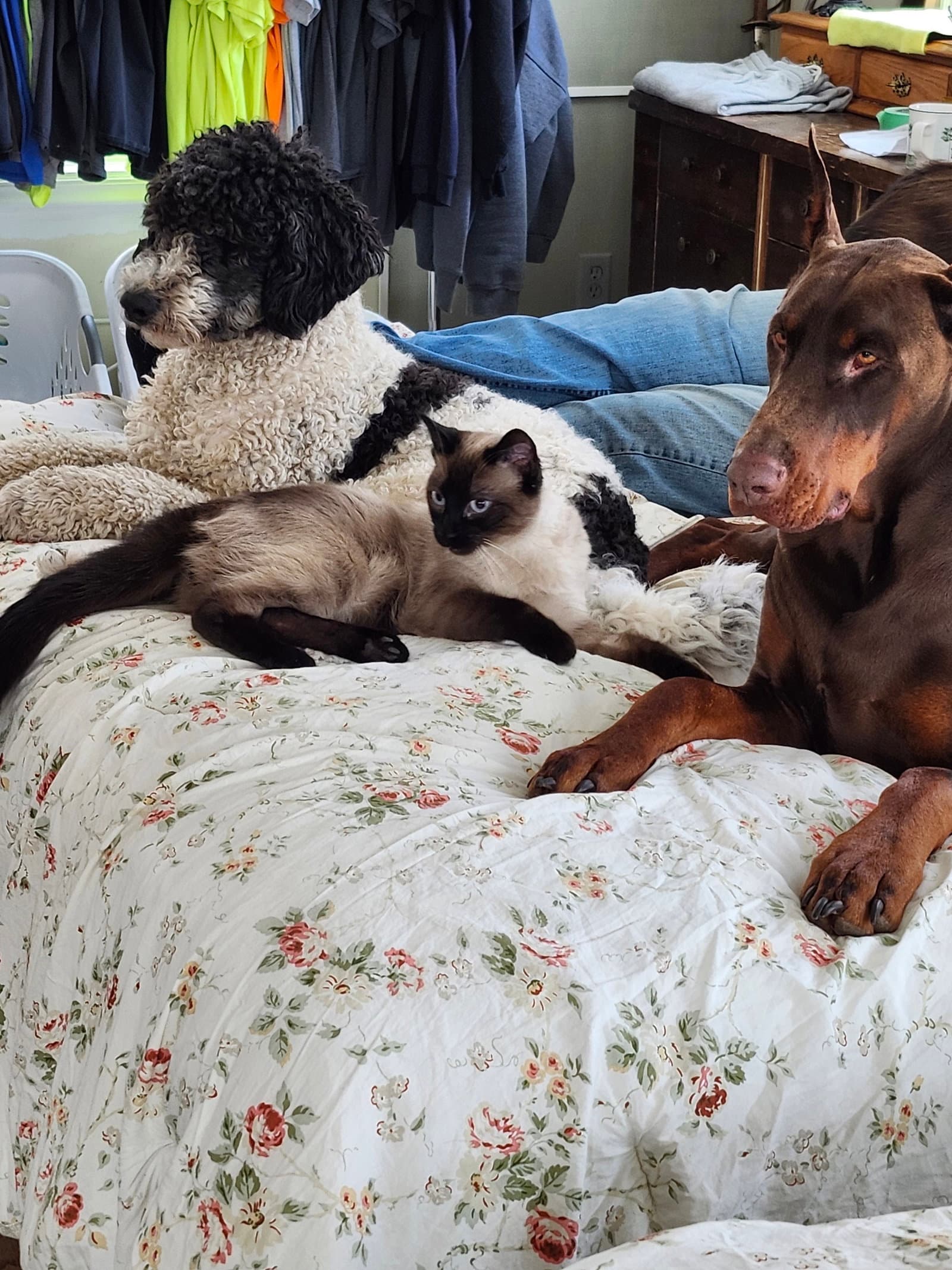 Eisen - Doberman Pinscher