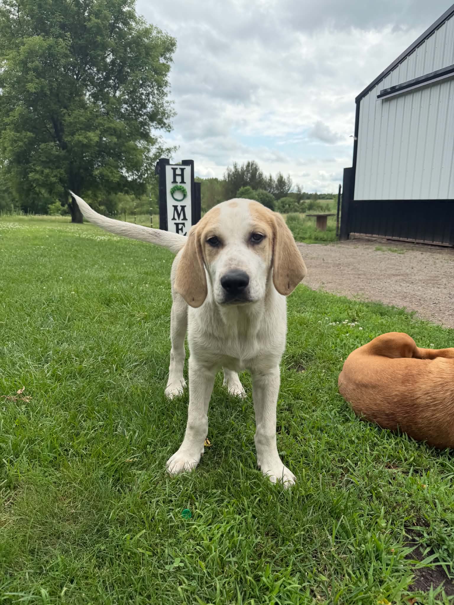 Chase Foster Needed - Great Pyrenees