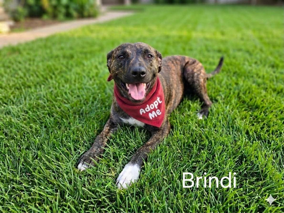 Bindi - Plott Hound