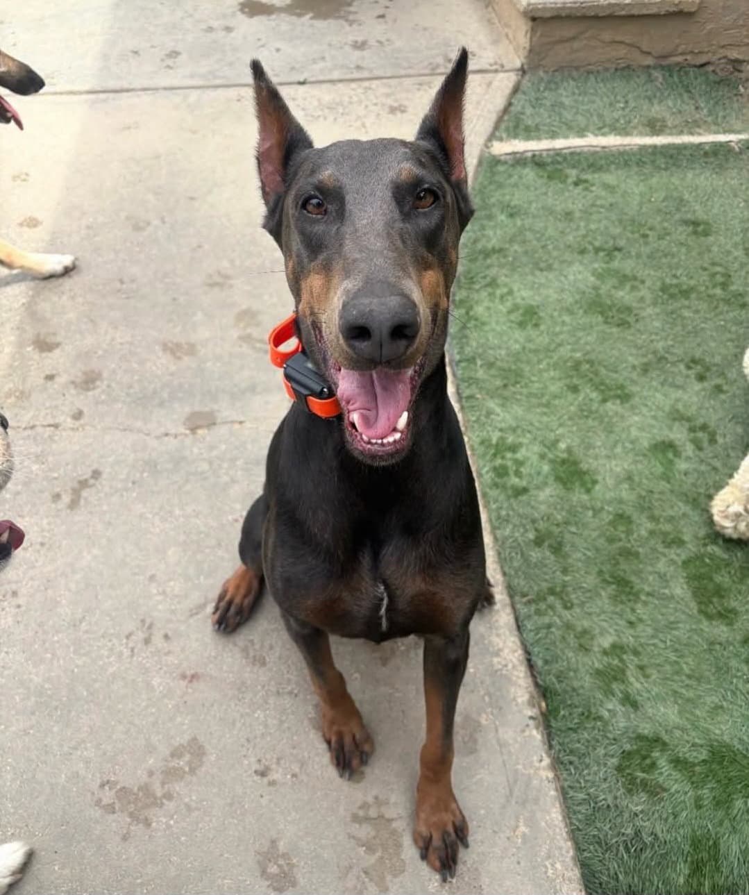 Diamond - Doberman Pinscher