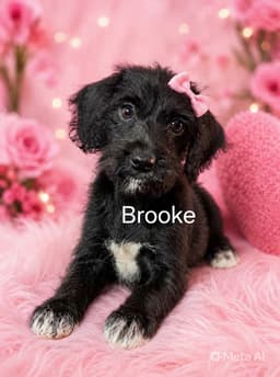 Brooke image 1