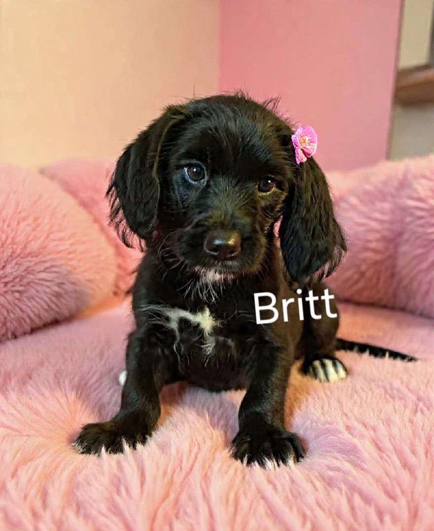 Britt - Poodle (Miniature)