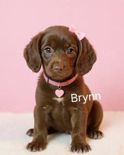 Brynn image 1