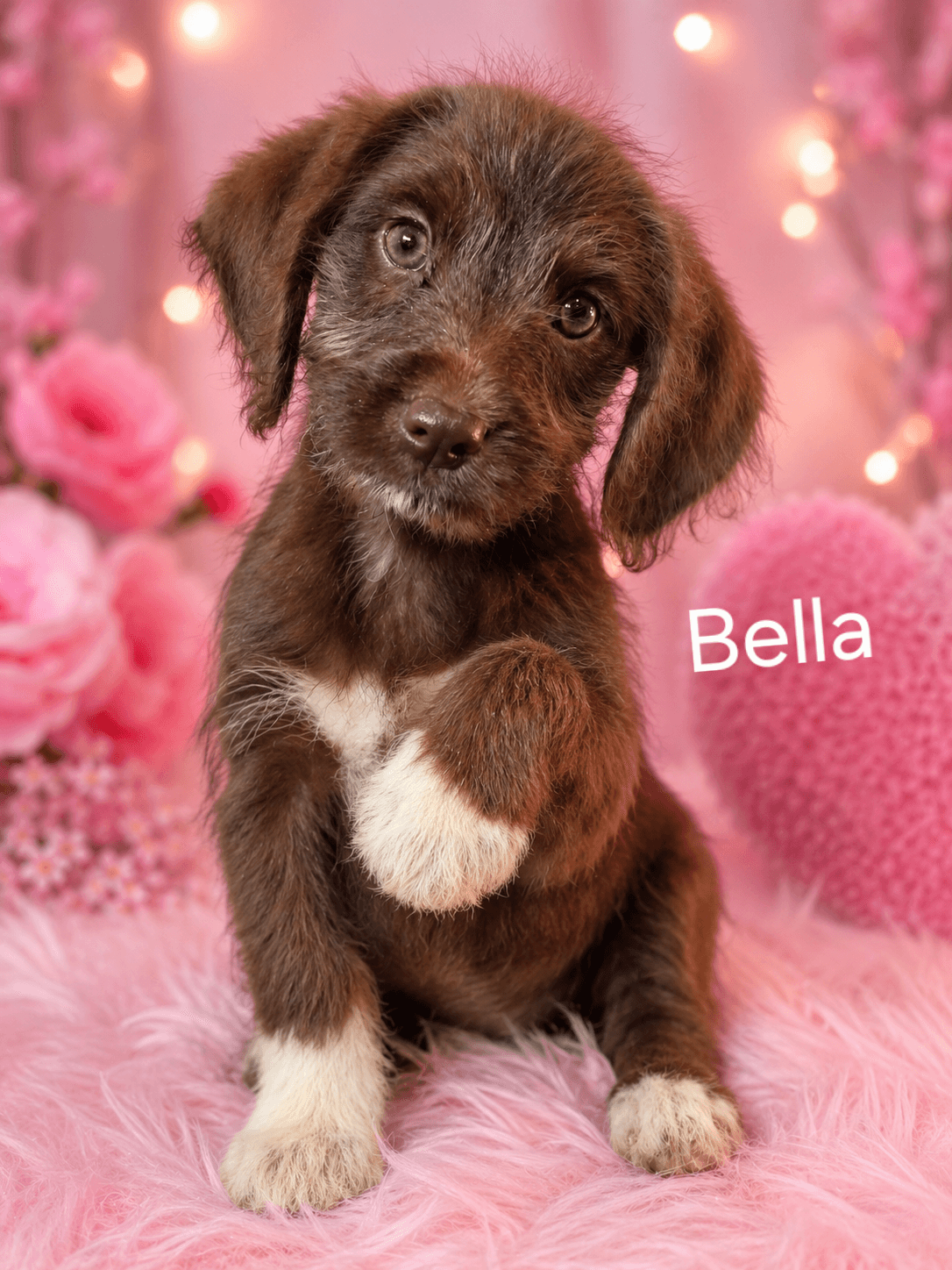 Bella - Poodle (Miniature)