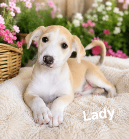 Lady image 1