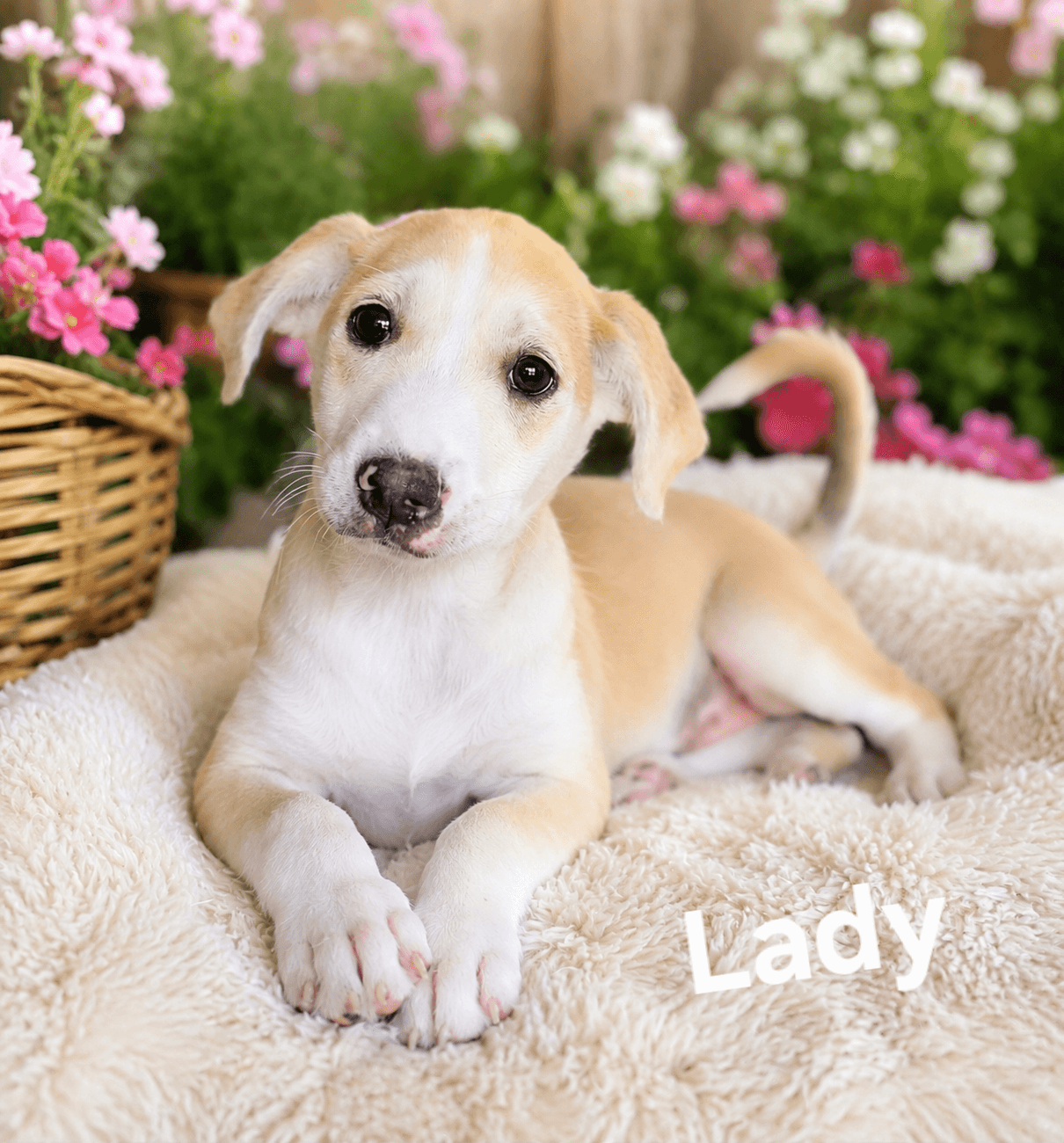 Lady - Labrador Retriever