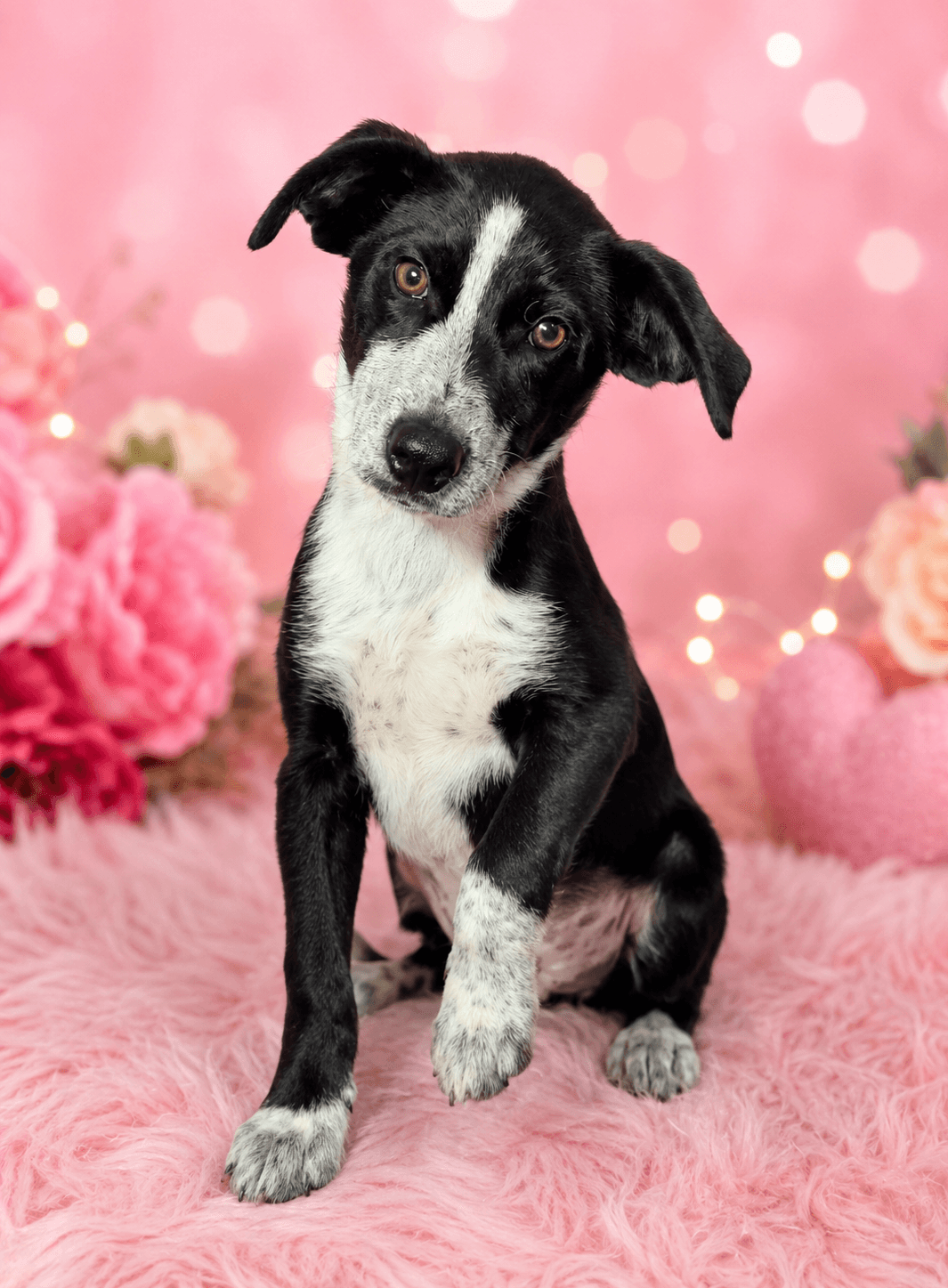 Blossom - Border Collie