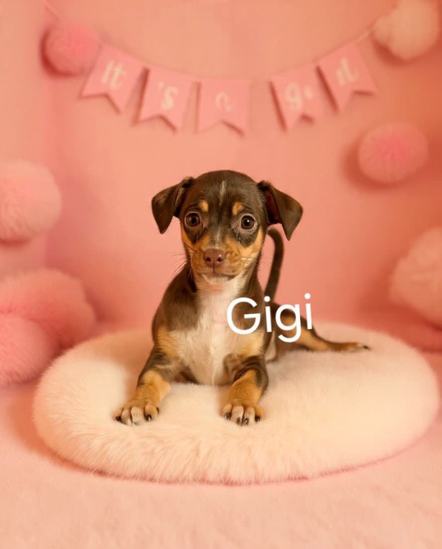 Gigi - Chihuahua